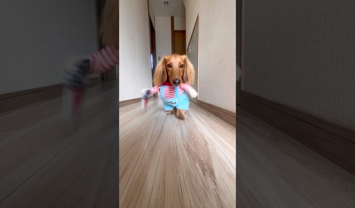 ノリノリのミニチュアダックスフンド