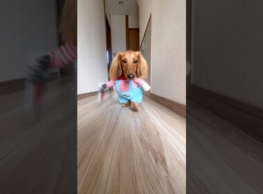 ノリノリのミニチュアダックスフンド