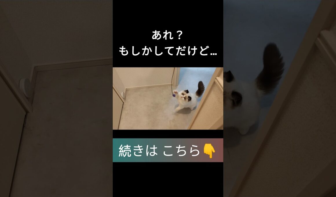 #shorts #ラグドール #子猫 #甘えん坊猫 #ぬいぐるみ猫 #ragdollcat