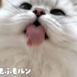 猫の年末大掃除！ 【サイベリアン】