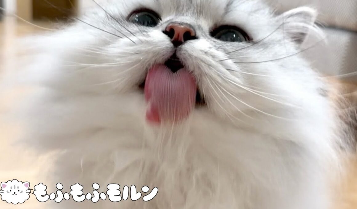猫の年末大掃除！ 【サイベリアン】