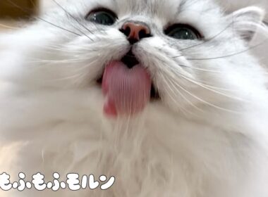 猫の年末大掃除！ 【サイベリアン】