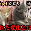 鉄壁の拒絶が解ける！？ビビり子猫が少しだけ心を開いた瞬間