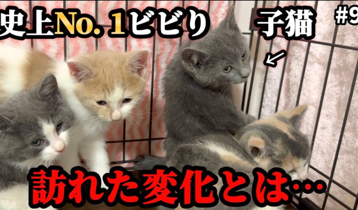 鉄壁の拒絶が解ける！？ビビり子猫が少しだけ心を開いた瞬間