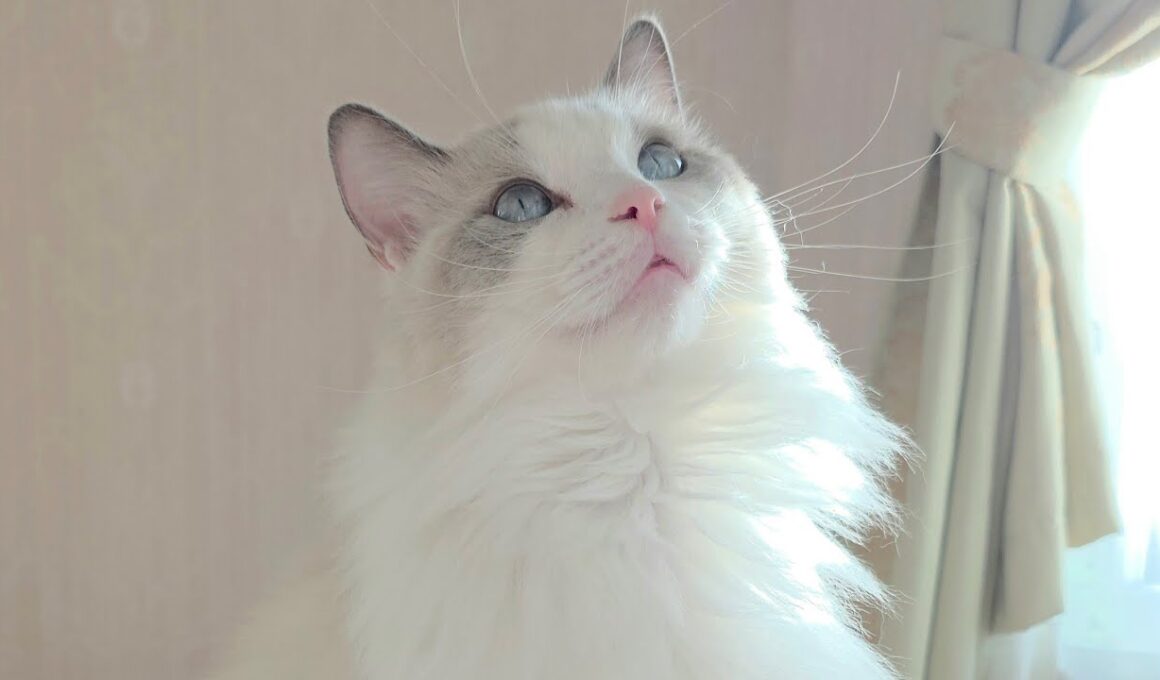 今日のにゃんず🐱#猫配信#猫動画 #ミヌエット#ラガマフィン#ラグドール#猫#ネコ#子猫#live#funny#funnycats #funnycat#cat#cute#kitten#minuet