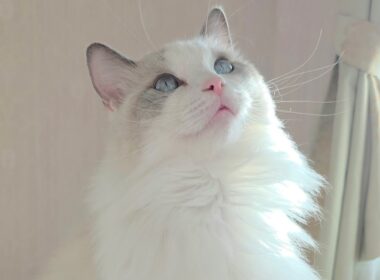 今日のにゃんず🐱#猫配信#猫動画 #ミヌエット#ラガマフィン#ラグドール#猫#ネコ#子猫#live#funny#funnycats #funnycat#cat#cute#kitten#minuet