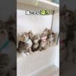 子猫みんなでカシャカシャでシンクロ！かわいすぎる。猫は家につくのか？【保護猫生活】
