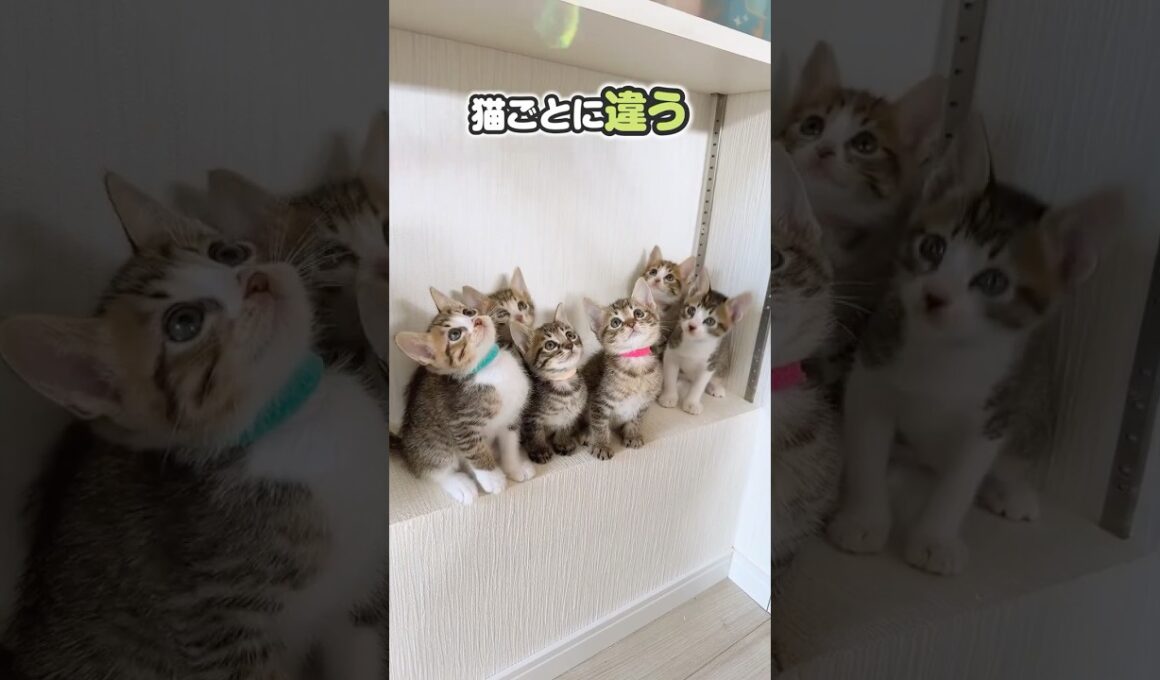 子猫みんなでカシャカシャでシンクロ！かわいすぎる。猫は家につくのか？【保護猫生活】