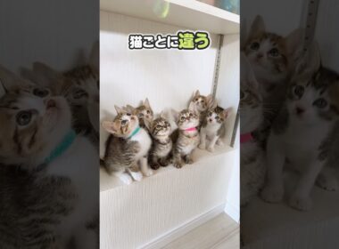 子猫みんなでカシャカシャでシンクロ！かわいすぎる。猫は家につくのか？【保護猫生活】