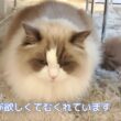 【ラグドール】早くご飯が欲しくてむくれています