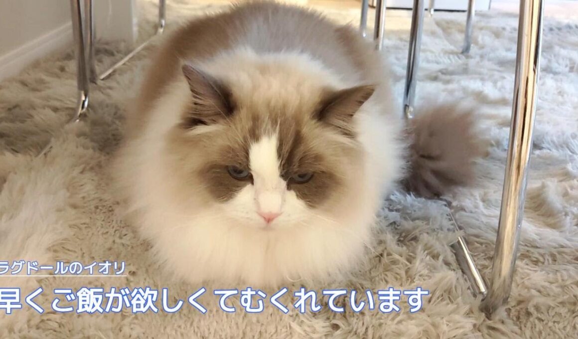 【ラグドール】早くご飯が欲しくてむくれています
