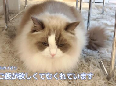 【ラグドール】早くご飯が欲しくてむくれています