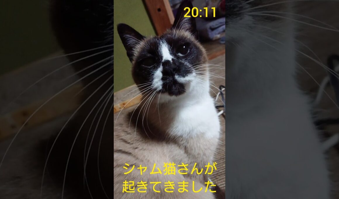 おそよう 笑#猫 #ねこ #cat #Shorts