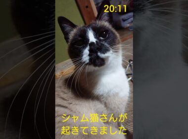 おそよう 笑#猫 #ねこ #cat #Shorts