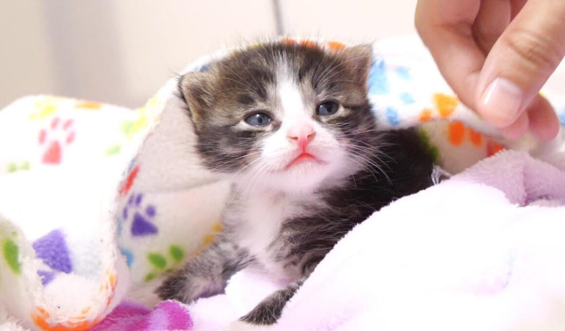 赤ちゃん子猫がカワイイ鳴き声で暴れまわる？【赤ちゃん猫　保護猫】