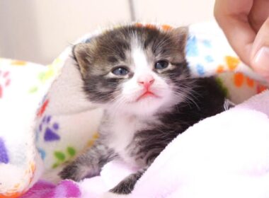 赤ちゃん子猫がカワイイ鳴き声で暴れまわる？【赤ちゃん猫　保護猫】
