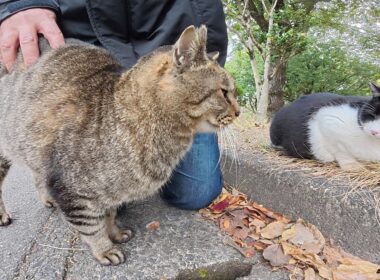 丸っこいハチワレ猫をモフっていたらキジトラ猫も甘えてきた