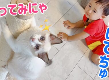 【子猫と赤ちゃん】一緒に すくすく成長中🐾