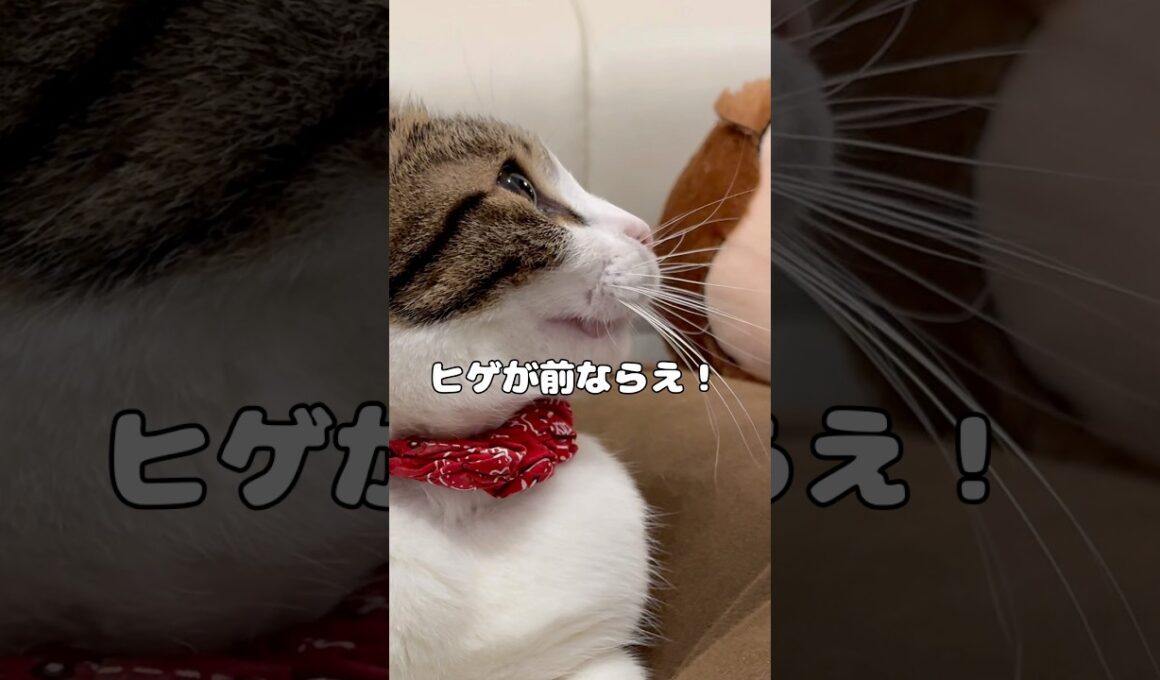 【保護猫】ヒゲを動かす猫