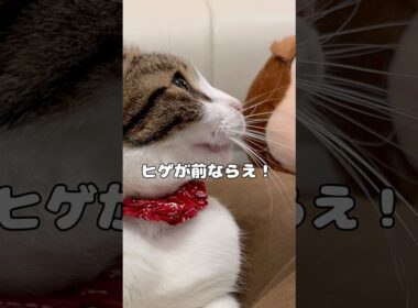 【保護猫】ヒゲを動かす猫
