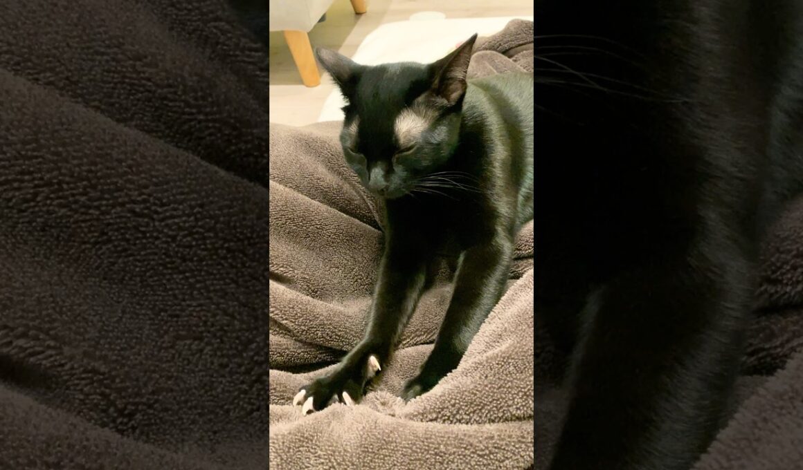 おやすみ前のフミフミ黒猫ボンベイ　#子猫 #ねこ #cat #猫 #ねこのいる生活 #ねこのいる暮らし #ねこ動画 #かわいい #癒やし #甘えん坊