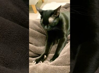 おやすみ前のフミフミ黒猫ボンベイ　#子猫 #ねこ #cat #猫 #ねこのいる生活 #ねこのいる暮らし #ねこ動画 #かわいい #癒やし #甘えん坊