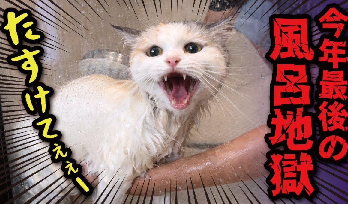 お風呂嫌いのニャンコ様が全力で助けを求めた結果…！！！