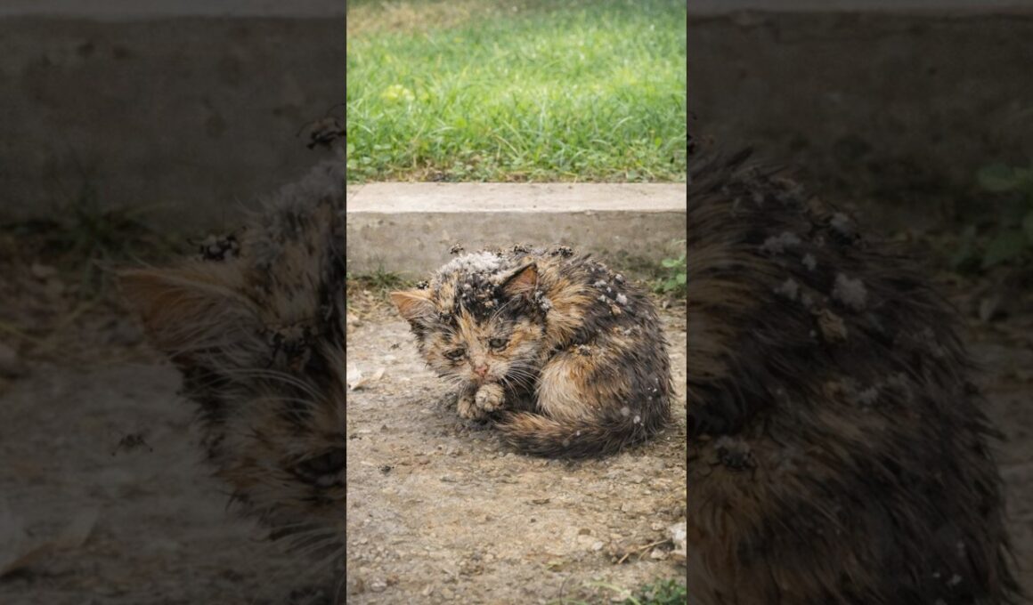 弱っていた子猫のその後　 #子ネコ #cat #保護猫