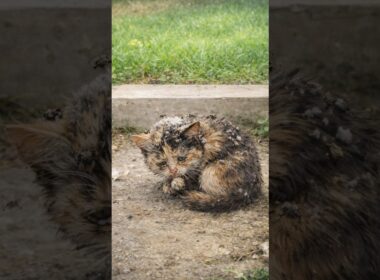 弱っていた子猫のその後　 #子ネコ #cat #保護猫