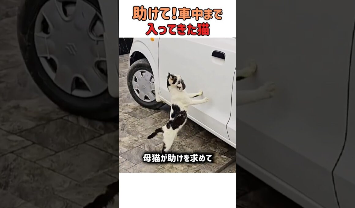赤ちゃんを助けて！覚悟を決めて車に乗り込んで来た母猫の想いに涙が出ます　#すごい #猫のいる暮らし #保護猫 #母猫 #好きな子猫 #癒し #赤ちゃん猫