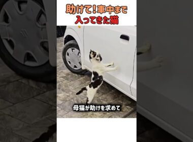 赤ちゃんを助けて！覚悟を決めて車に乗り込んで来た母猫の想いに涙が出ます　#すごい #猫のいる暮らし #保護猫 #母猫 #好きな子猫 #癒し #赤ちゃん猫