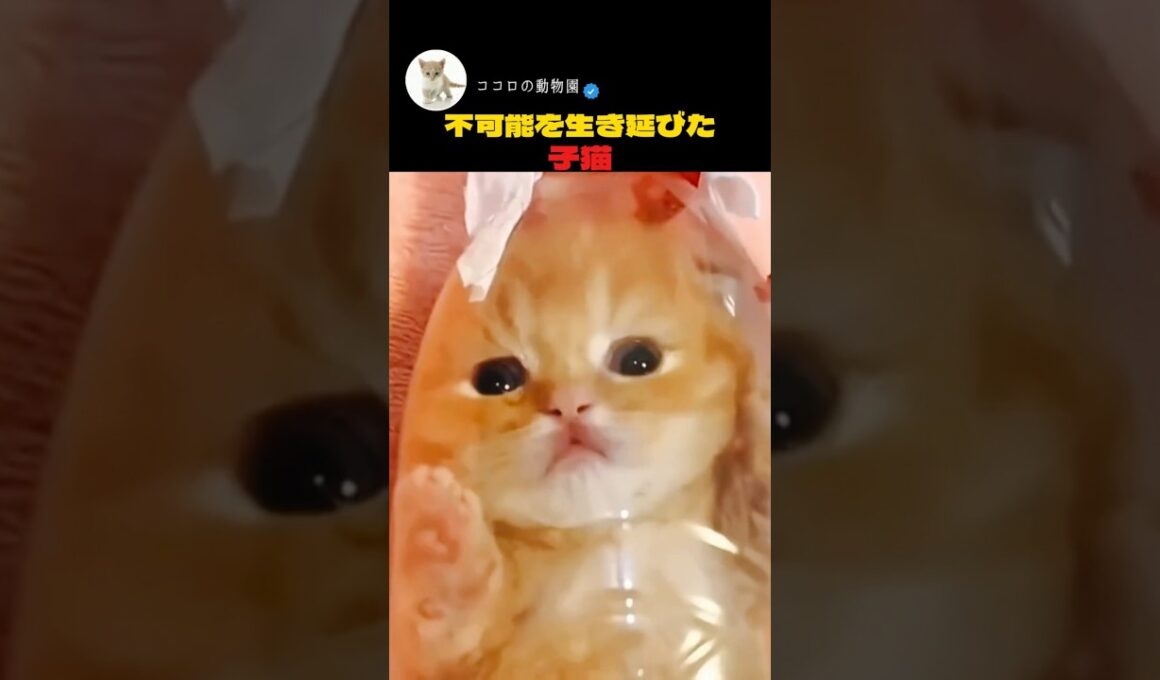 不可能を生き延びた子猫                          #動物愛