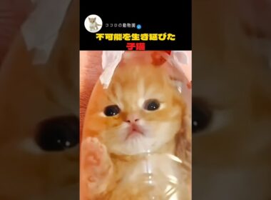 不可能を生き延びた子猫                          #動物愛