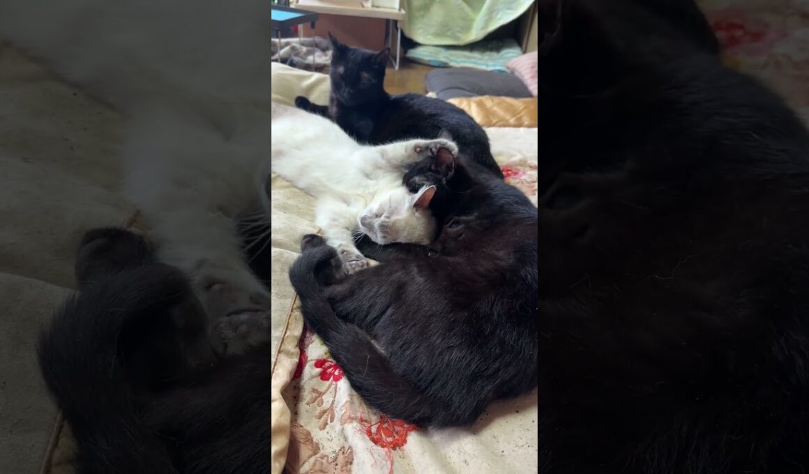 万歳して寝るシャムの子ネコ雫をナメナメする黒猫くー。雫、嬉しそう①