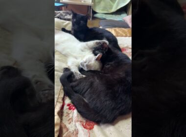 万歳して寝るシャムの子ネコ雫をナメナメする黒猫くー。雫、嬉しそう①