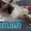 バーマン猫ラフとウリ【囚われの身】Captive（バーマン猫）Birman/Cat