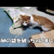 【生後97日目】子猫ちゃんがシステムトイレの猫砂の袋を破いちゃいました