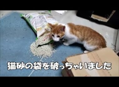 【生後97日目】子猫ちゃんがシステムトイレの猫砂の袋を破いちゃいました