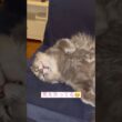 リラックス #ねこ動画 #アメリカンカール #ねこ