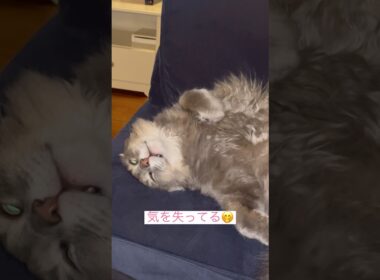 リラックス #ねこ動画 #アメリカンカール #ねこ