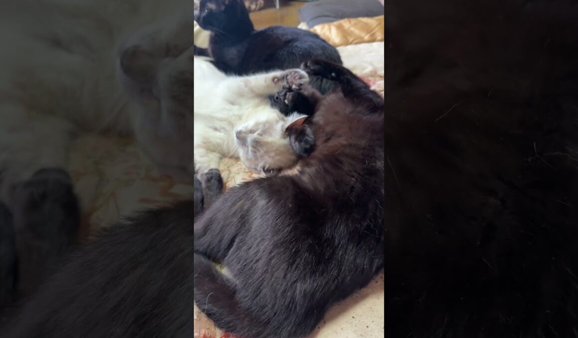 万歳して寝るシャムの子ネコ雫をナメナメする黒猫くー。雫、嬉しそう②