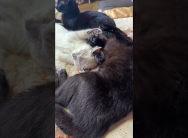 万歳して寝るシャムの子ネコ雫をナメナメする黒猫くー。雫、嬉しそう②