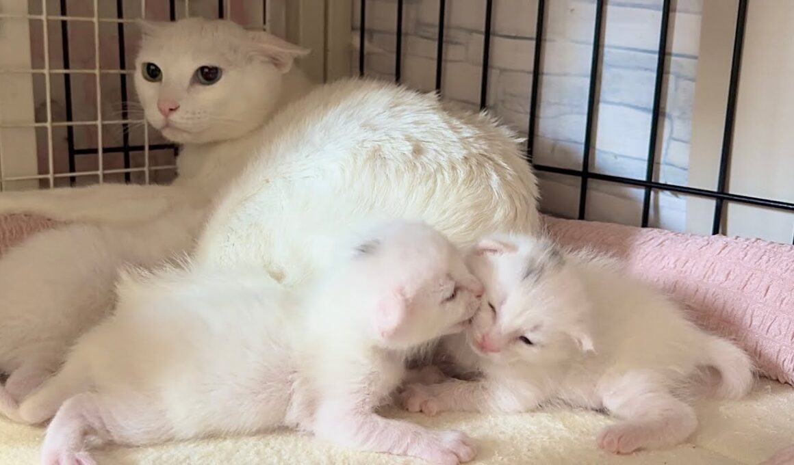 生後12日 ゆるゆるのじゃれ合いをする子猫【白玉ちゃん日記#16】12-day-old kittens