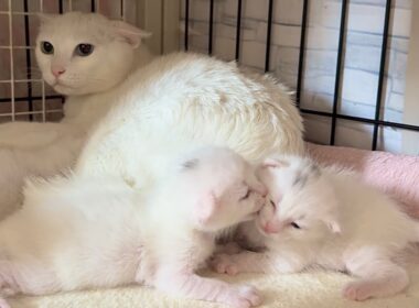 生後12日 ゆるゆるのじゃれ合いをする子猫【白玉ちゃん日記#16】12-day-old kittens