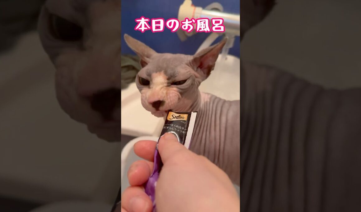 スフィンクス猫チャイと入浴#shorts #cat #lifewithcats #猫 #猫のいる暮らし #sphynx