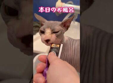 スフィンクス猫チャイと入浴#shorts #cat #lifewithcats #猫 #猫のいる暮らし #sphynx