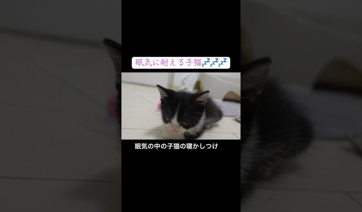 眠気に耐える子猫を寝かしつける💤💤💤 #cat  #猫  #ねこ  #保護猫 #cute #猫のいる暮らし #子猫 #kitten #shorts  #こねこ
