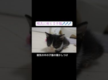 眠気に耐える子猫を寝かしつける💤💤💤 #cat  #猫  #ねこ  #保護猫 #cute #猫のいる暮らし #子猫 #kitten #shorts  #こねこ