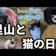 シャム家族とピザ窯調理　里山の日常生活