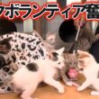 １００匹の子猫を送り出したミルクボランティア